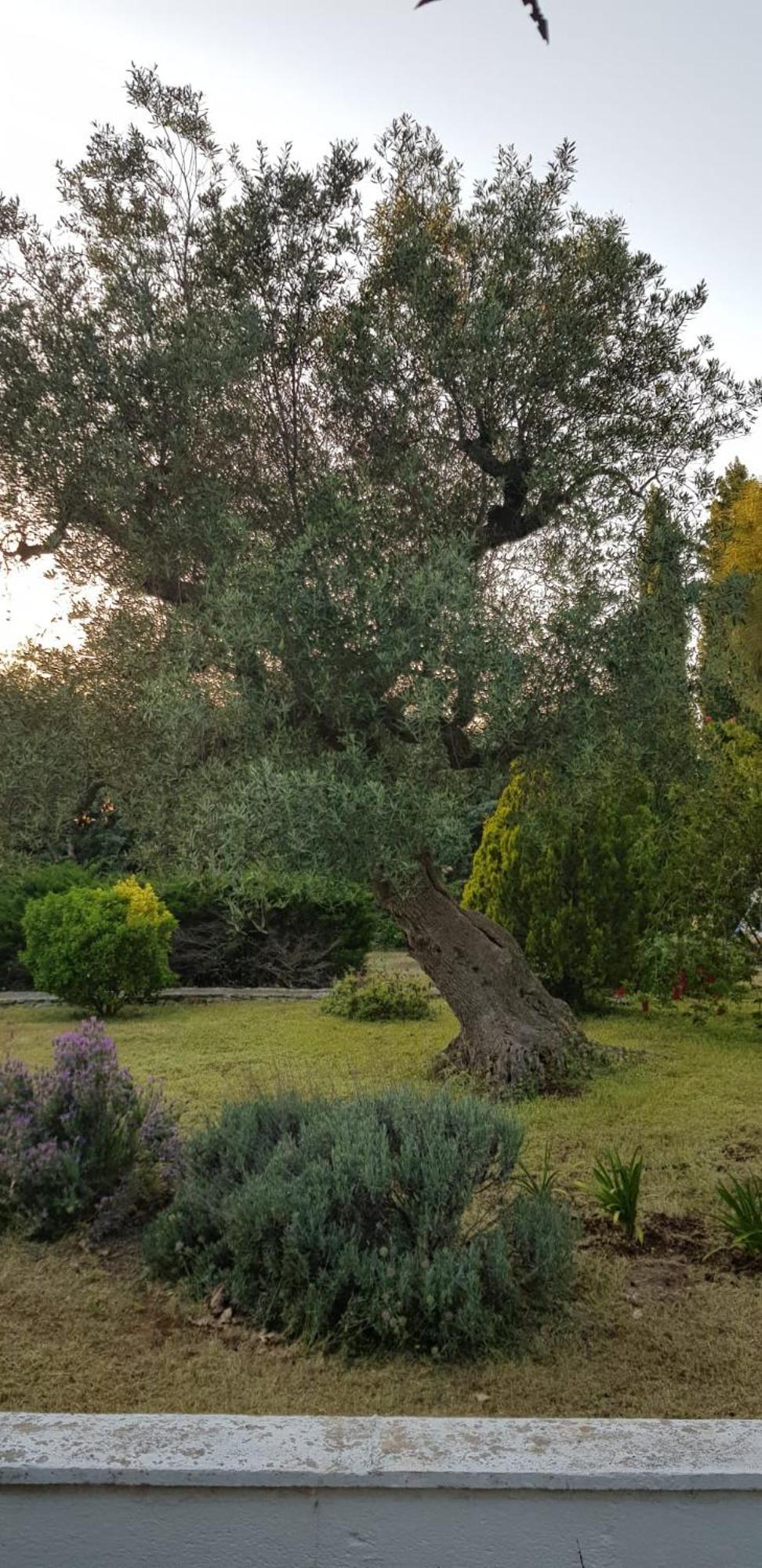 Villa Isabella Ostuni Esterno foto